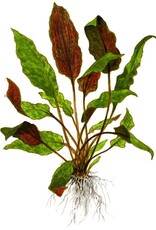 Tropica 1-2-GROW! Cryptocoryne Wendtii 'Mi Oya'