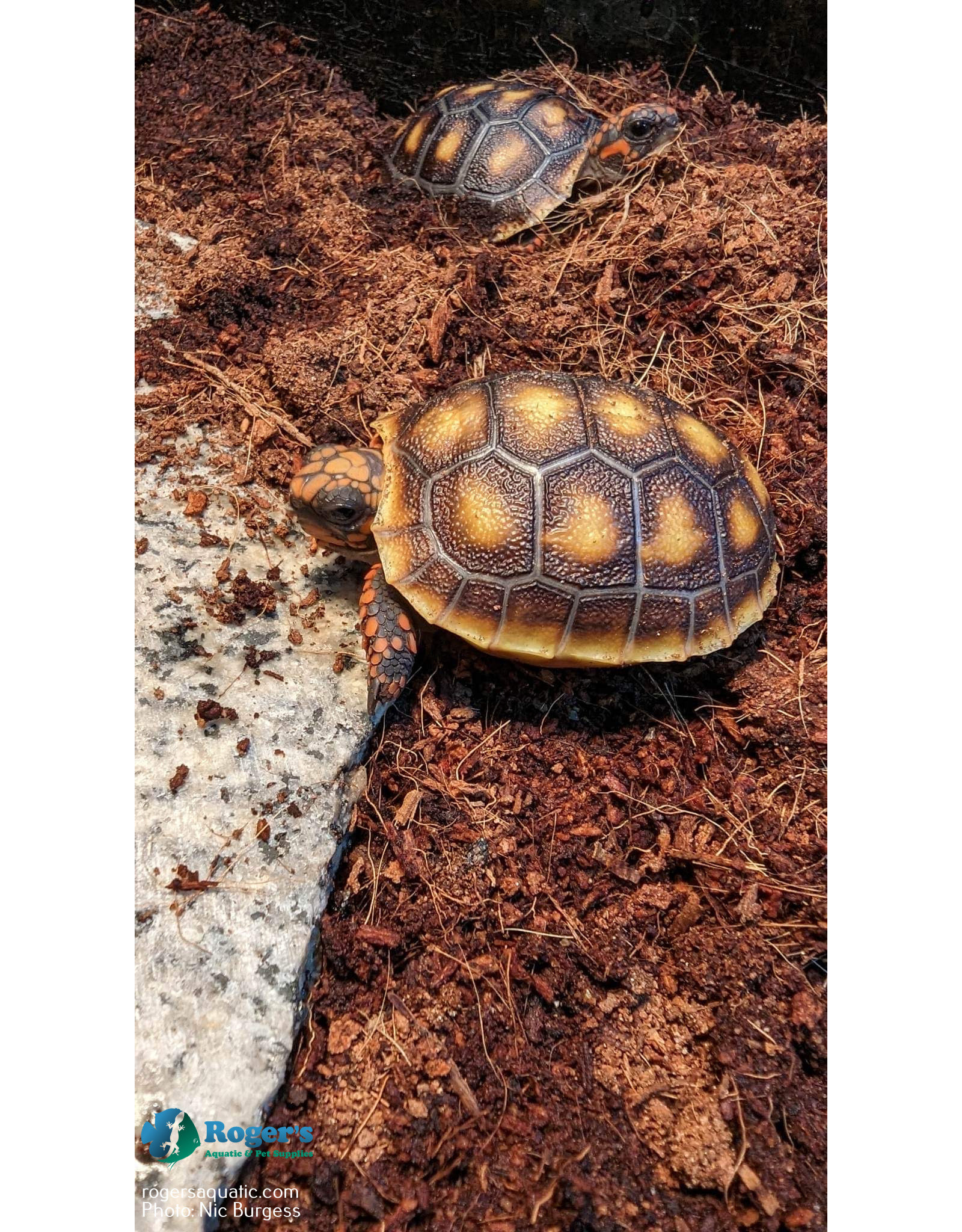 Roger's Aquatics Tortoise - Red-Footed Unsexed hatched Winter 2022