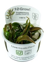 Tropica 1-2-GROW! Cryptocoryne undulatus 'Red'