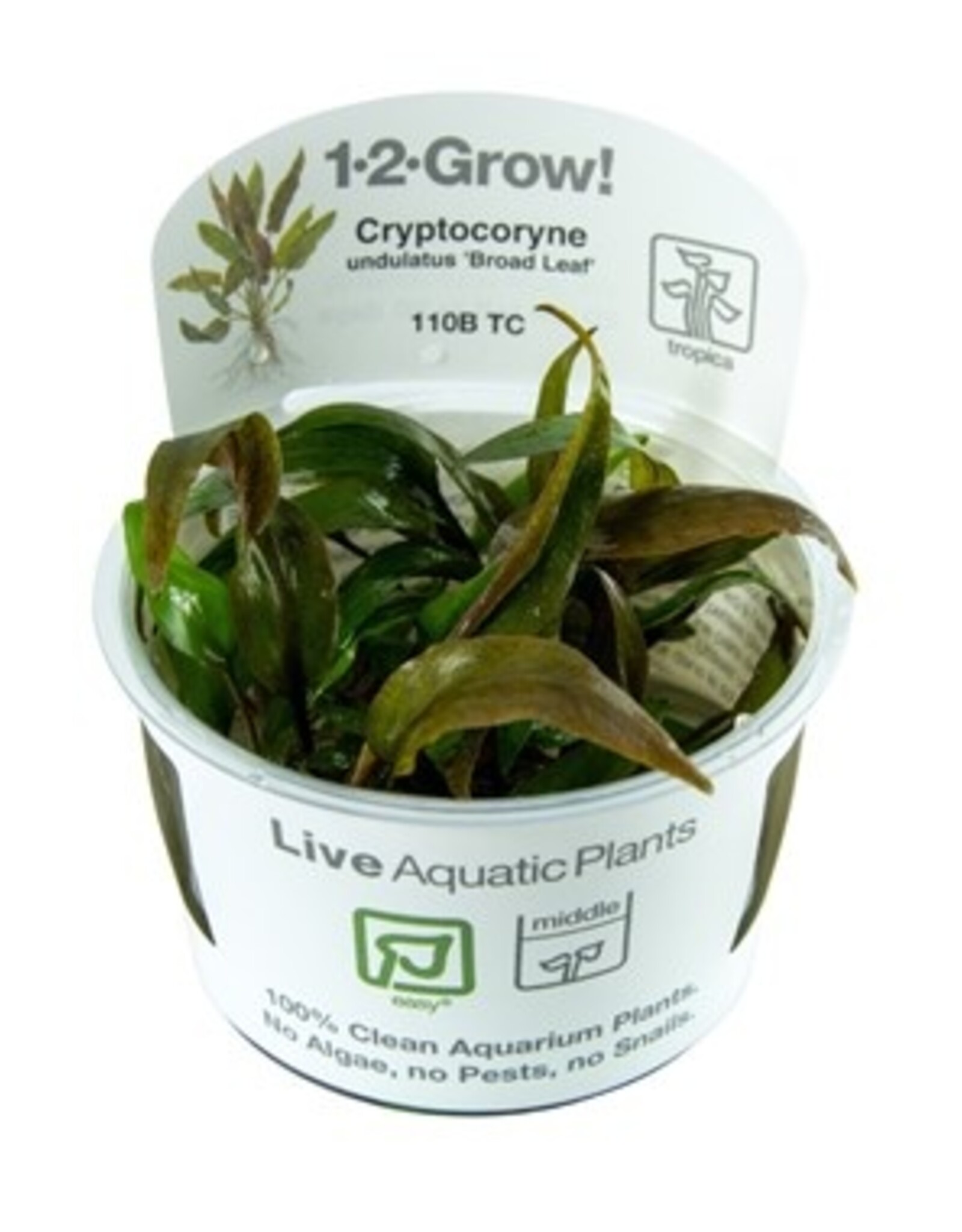 Tropica 1-2-GROW! Cryptocoryne undulatus 'Red'