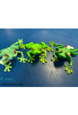 Got Wood Customs & 3D Printing 3D PRINTED - Frog