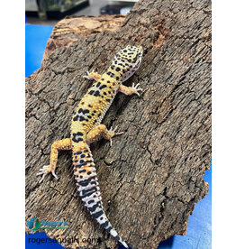 Roger's Aquatics Leopard Gecko - Hatch Fall 2022