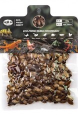 Pro Bugs PRO BUGS Dubia Cockroach Bulk Pack