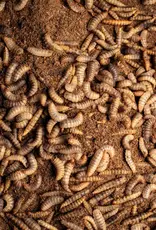 Obie's OBIE'S Pre-Packaged Black Soldier Fly Larva (BSLF)