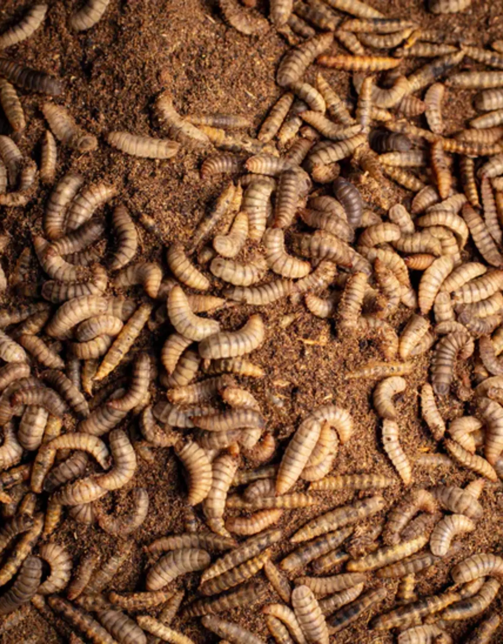 Obie's OBIE'S Pre-Packaged Black Soldier Fly Larva (BSLF)