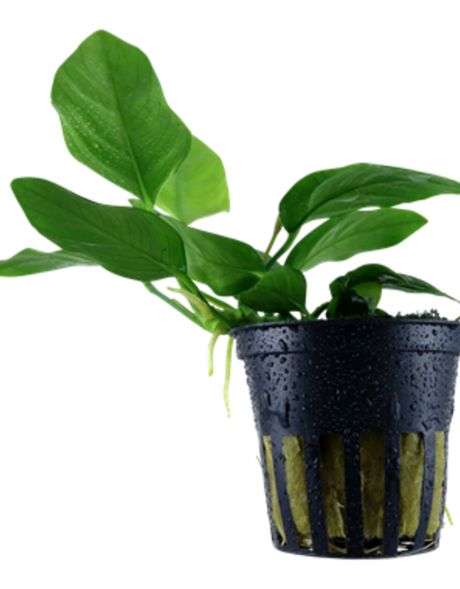 Tropica 1-2-GROW! Anubias Barteri Nana