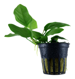 Tropica 1-2-GROW! Anubias Barteri Nana