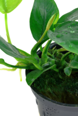 Tropica 1-2-GROW! Anubias Barteri Nana