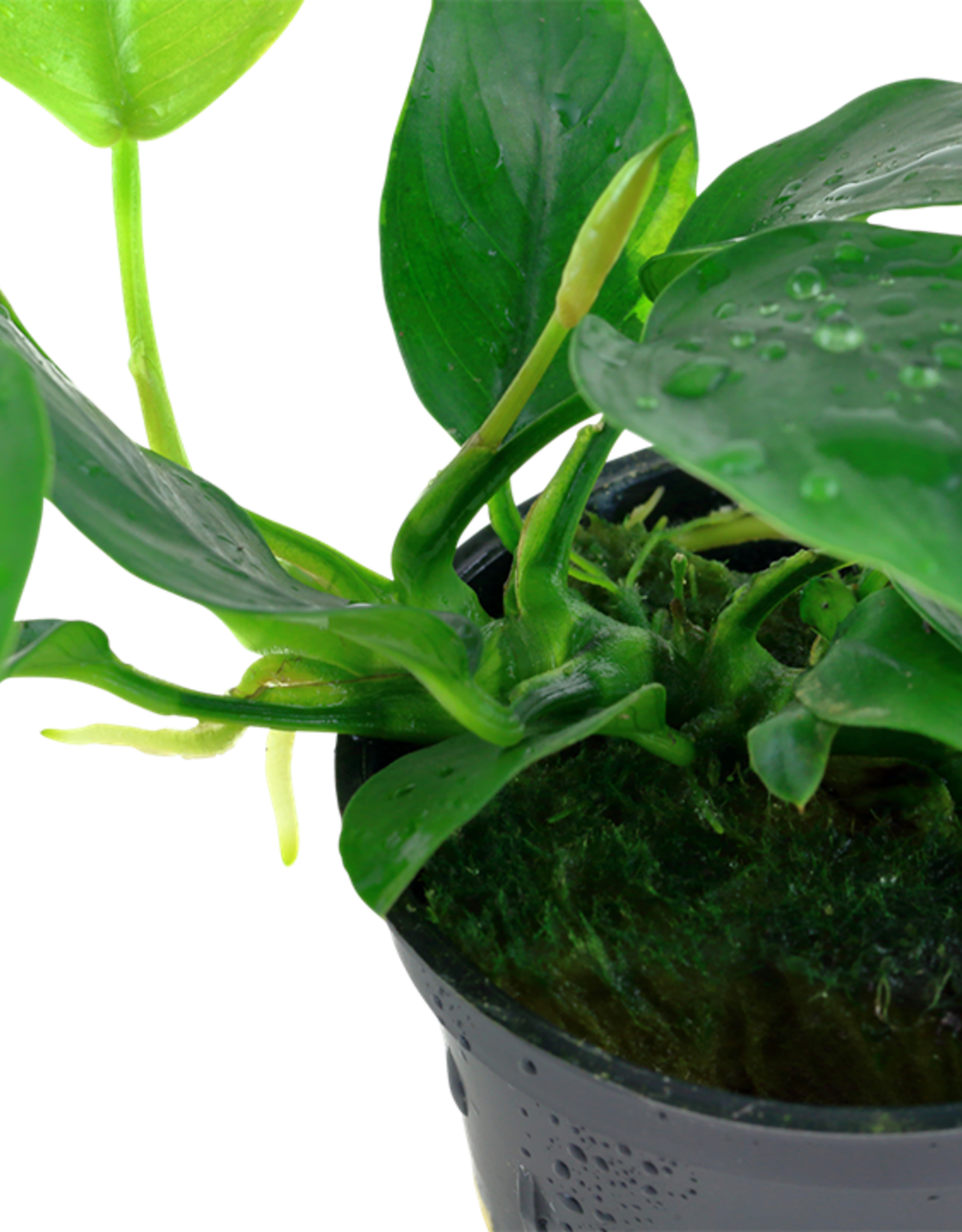 Tropica 1-2-GROW! Anubias Barteri Nana