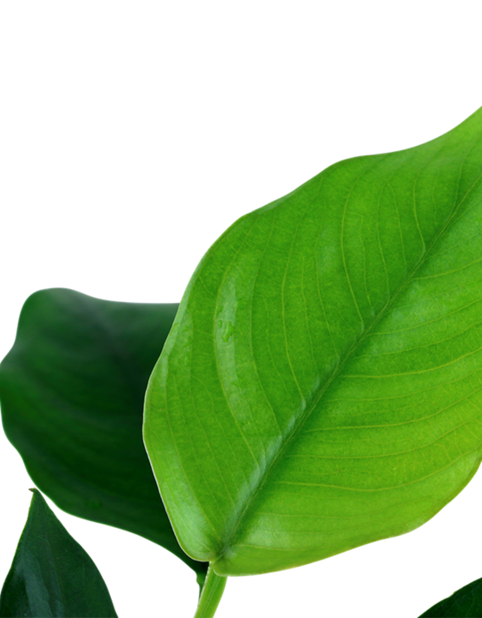 Tropica 1-2-GROW! Anubias Barteri Nana