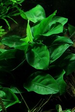 Tropica 1-2-GROW! Anubias Barteri Nana