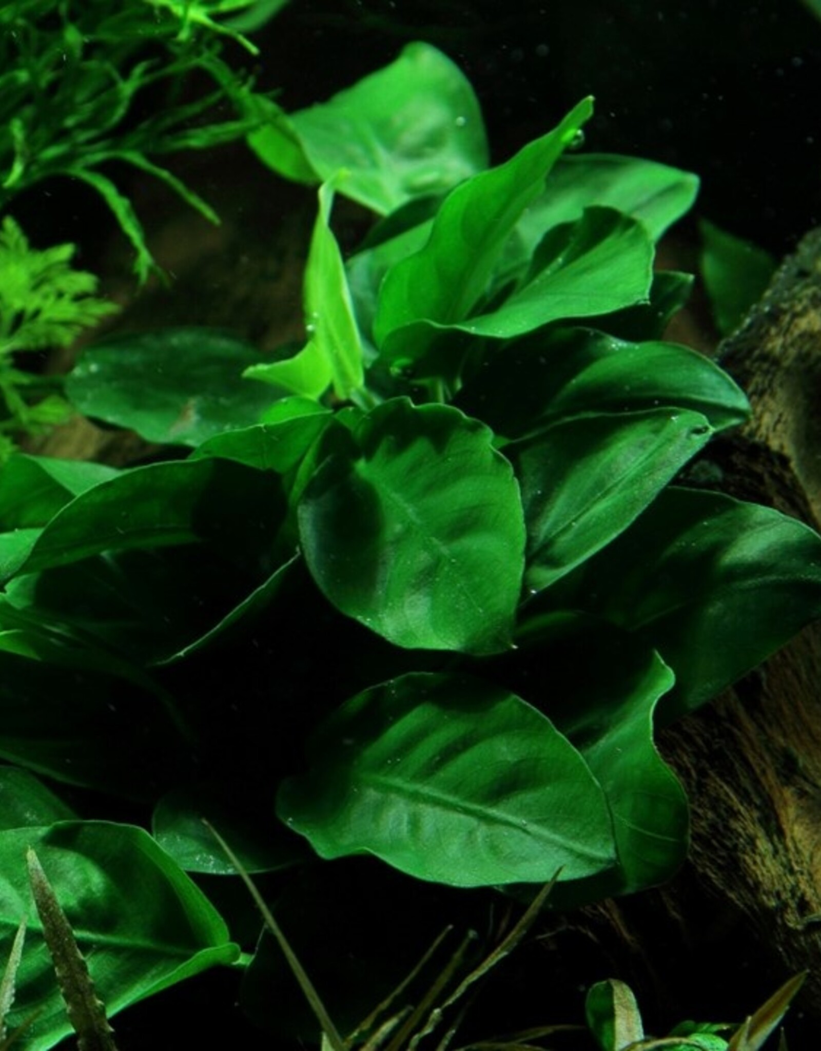 Tropica 1-2-GROW! Anubias Barteri Nana