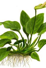 Tropica 1-2-GROW! Anubias Barteri Nana