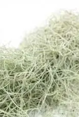 Jurassic Reptile Products JURASSIC REPTILE Spanish Moss