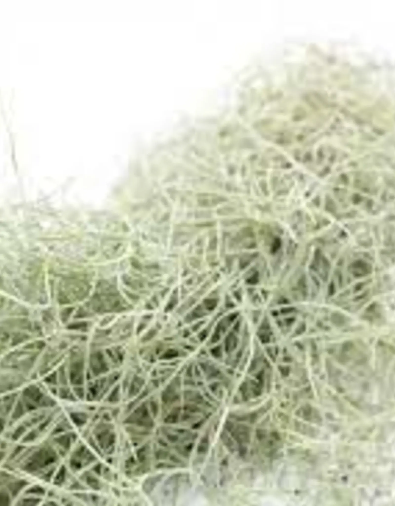 Jurassic Reptile Products JURASSIC REPTILE Spanish Moss