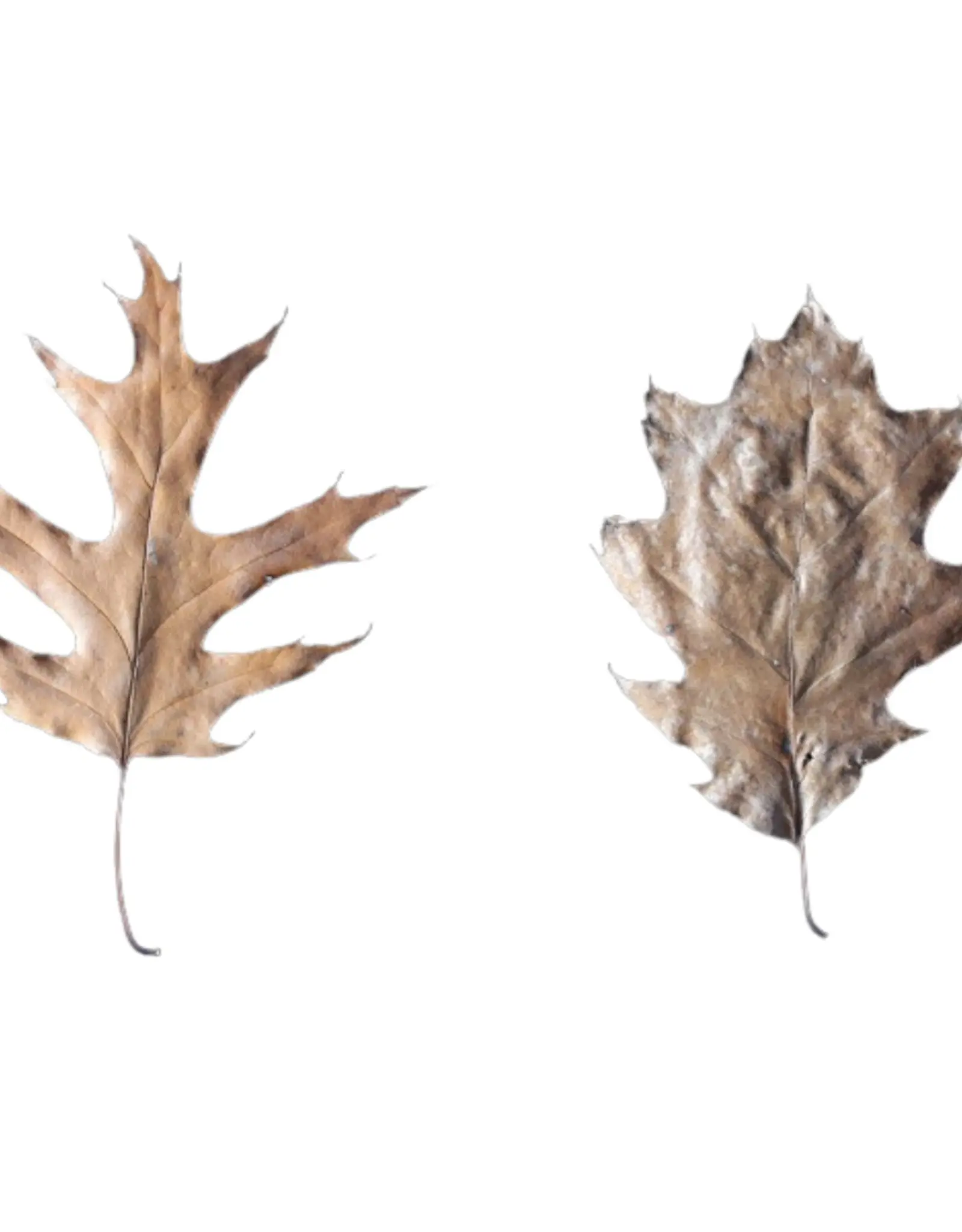 Jurassic Reptile Products JURASSIC REPTILE Eastern Oak Leaves