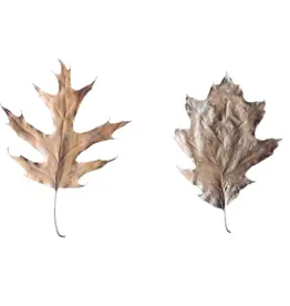 Jurassic Reptile Products JURASSIC REPTILE Eastern Oak Leaves