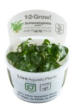 Tropica 1-2-GROW! Schismatoglottis Prietoi