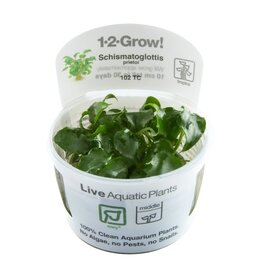 Tropica 1-2-GROW! Schismatoglottis Prietoi