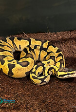 Roger's Aquatics BP - Super Pastel Enchi Female - June '23 #3