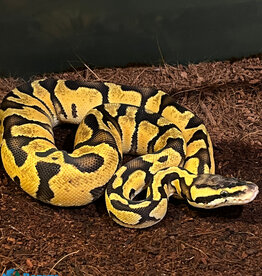 Roger's Aquatics BP - Super Pastel Enchi Female - June '23 #3