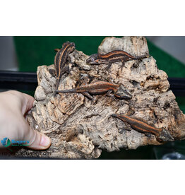 Roger's Aquatics GARGOYLE GECKO- Striped Unsexed Hatched Spring 2023