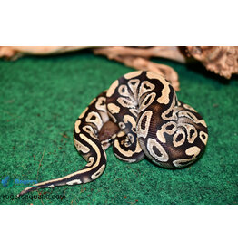 Roger's Aquatics BP - Mojave Female (A) - Spring '23