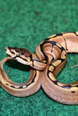 Roger's Aquatics BP - Spider het pied Female - Summer '23