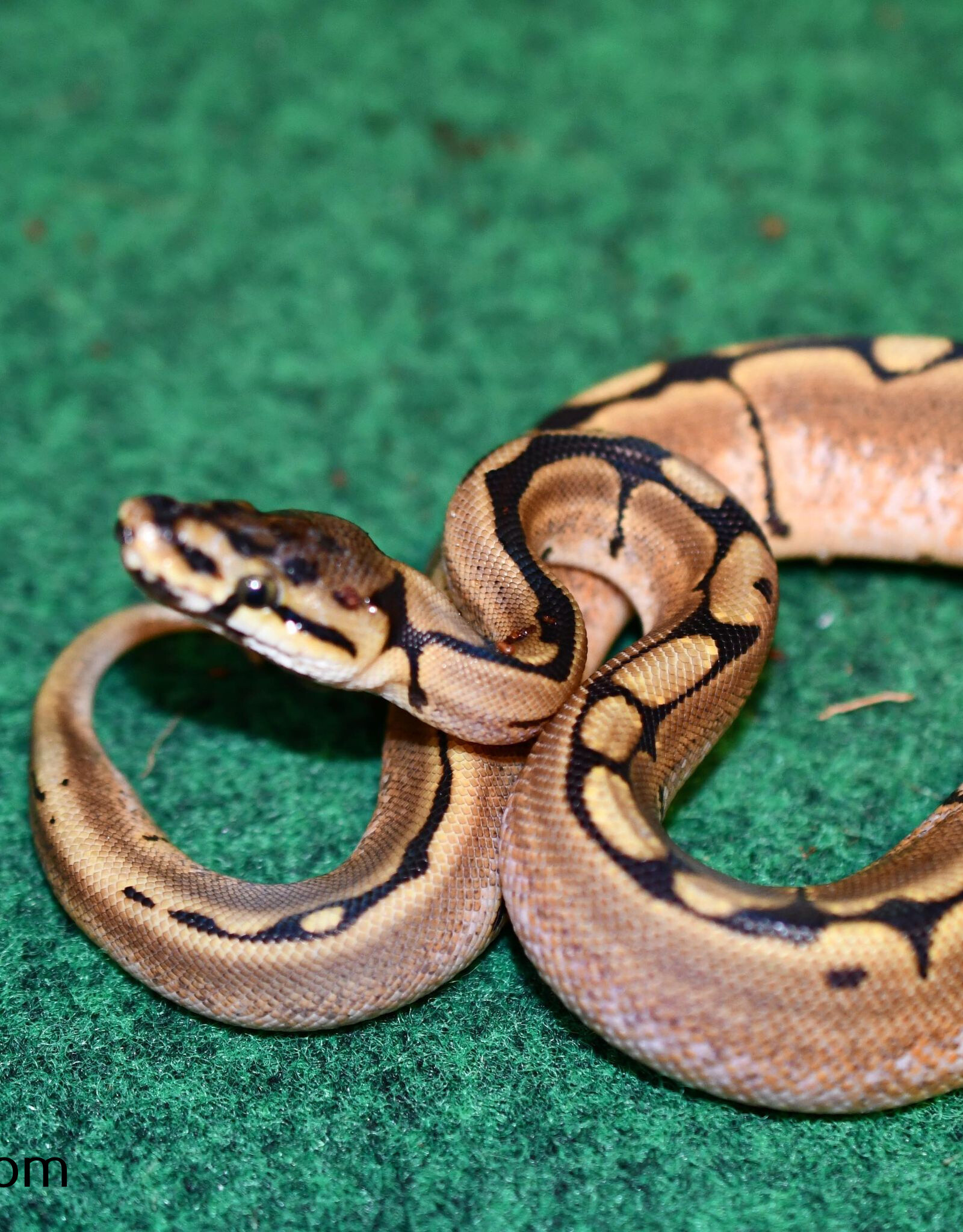 Roger's Aquatics BP - Spider het pied Female - Summer '23