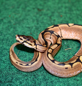 Roger's Aquatics BP - Spider het pied Female - Summer '23