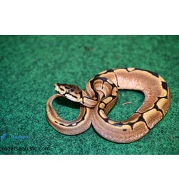 Roger's Aquatics BP - Spider het pied Female - Summer '23