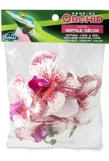 Pangea PANGEA  Hanging Orchids