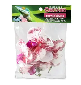 Pangea PANGEA  Hanging Orchids