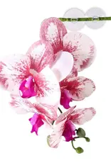 Pangea PANGEA  Hanging Orchids