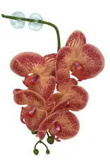 Pangea PANGEA  Hanging Orchids