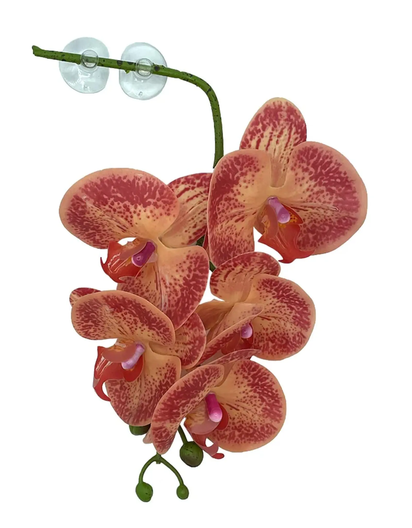 Pangea PANGEA  Hanging Orchids