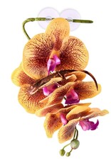 Pangea PANGEA  Hanging Orchids