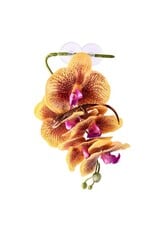 Pangea PANGEA  Hanging Orchids