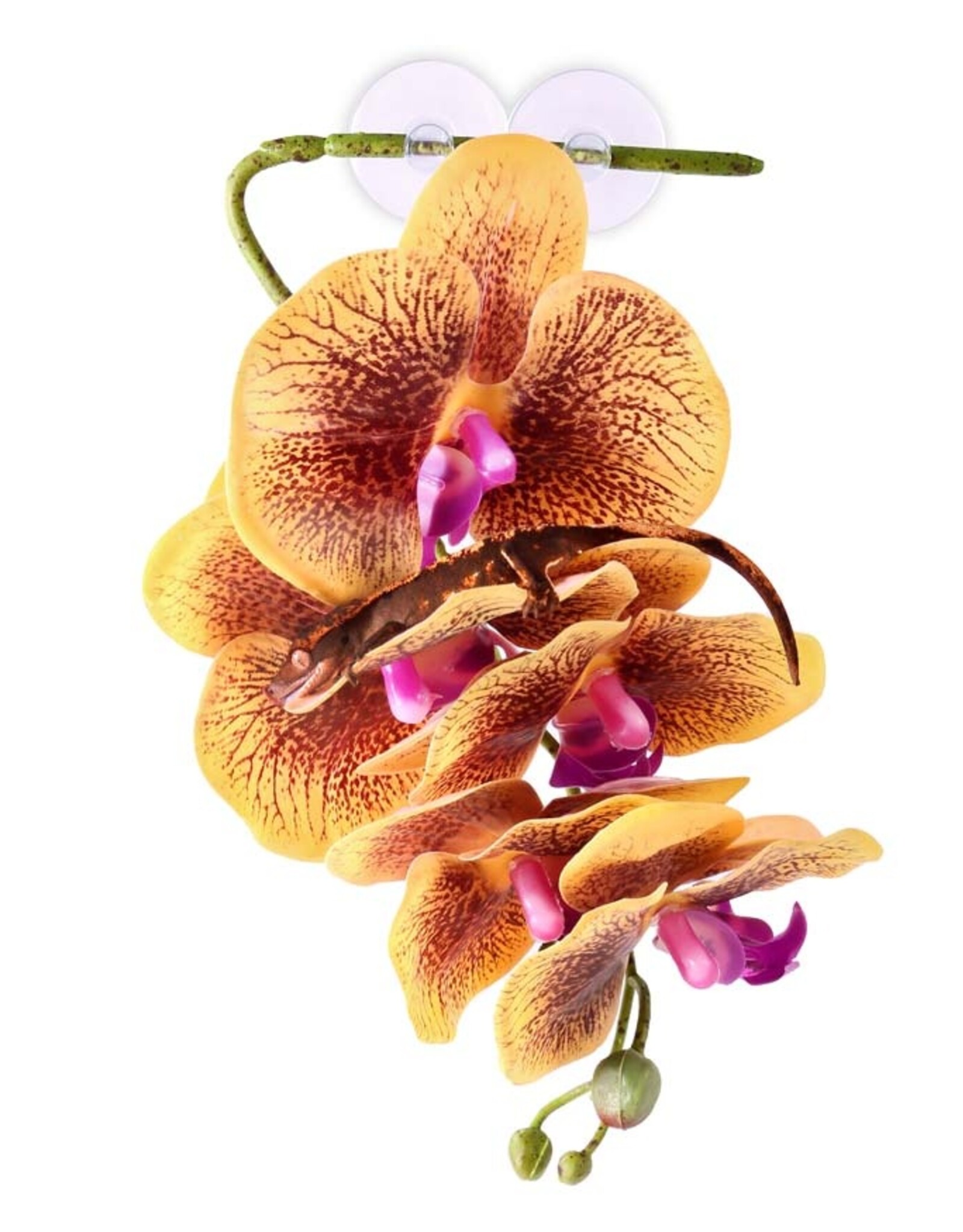 Pangea PANGEA  Hanging Orchids