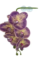 Pangea PANGEA  Hanging Orchids