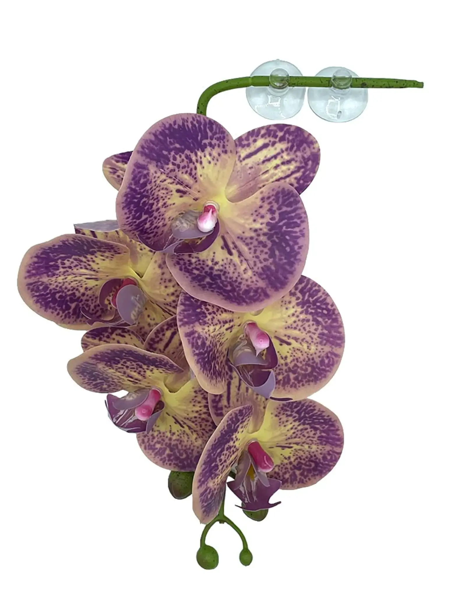 Pangea PANGEA  Hanging Orchids