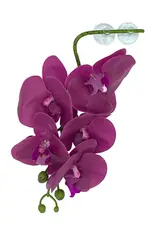 Pangea PANGEA  Hanging Orchids