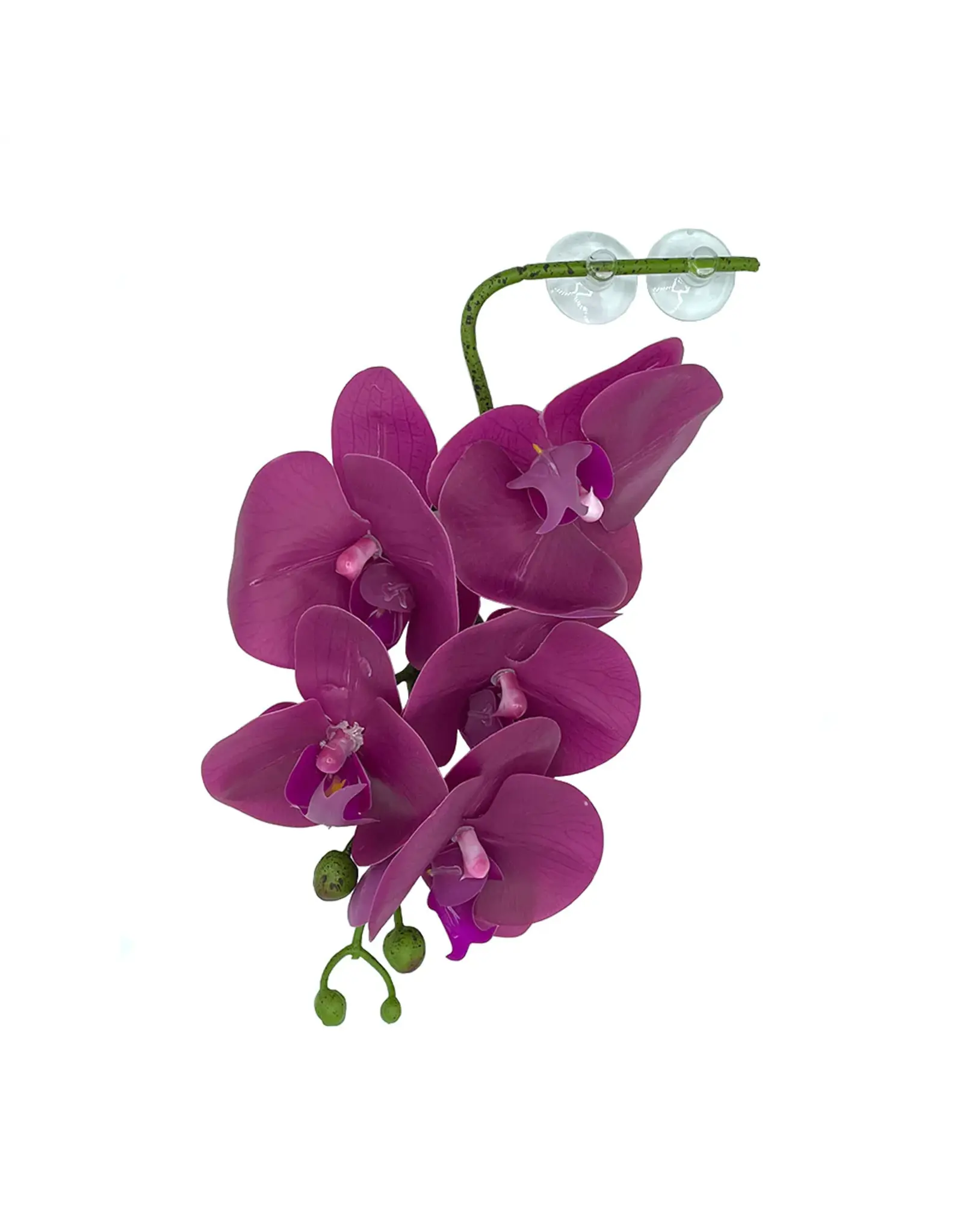 Pangea PANGEA  Hanging Orchids