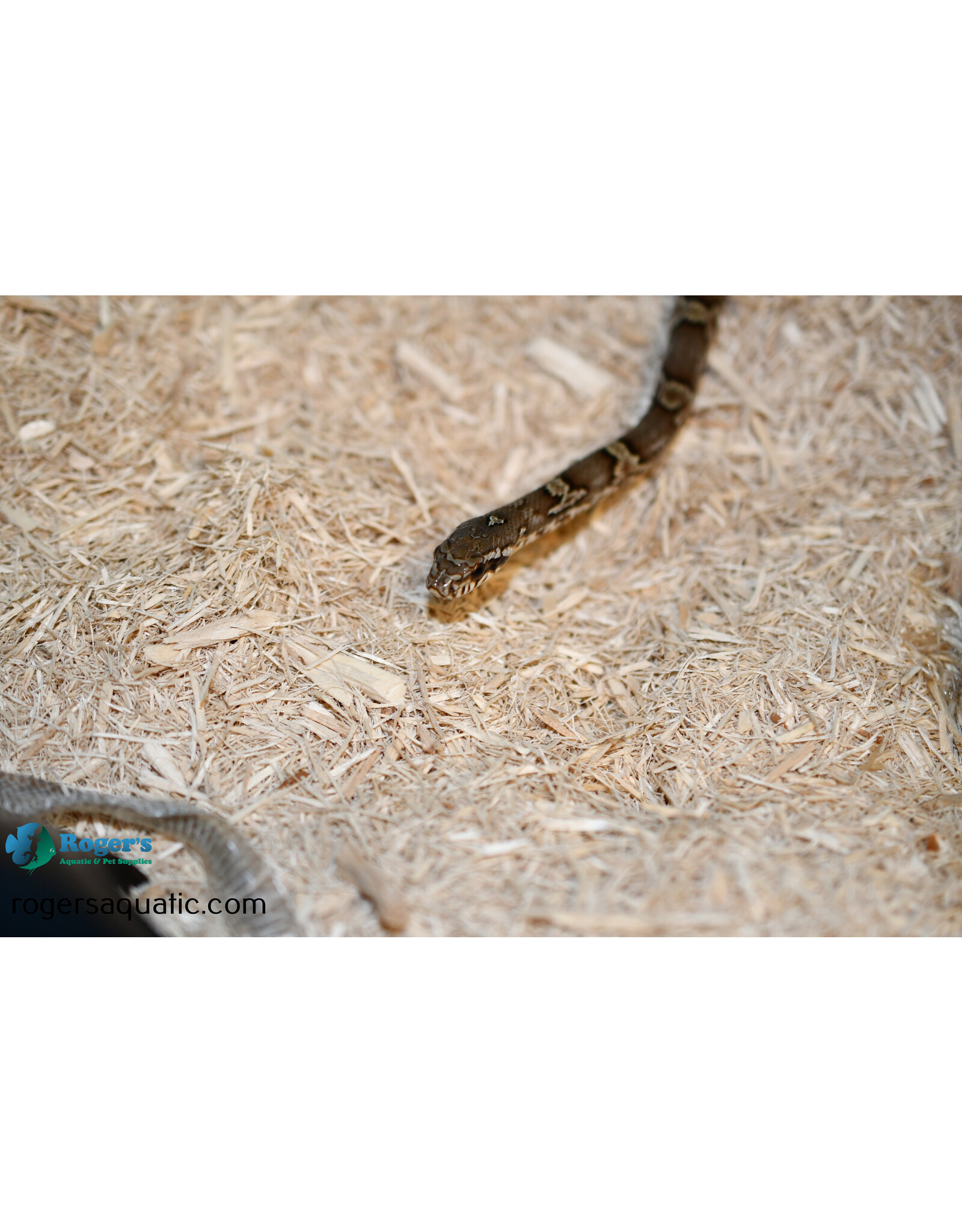 Roger's Aquatics Korean Rat Snake - Elaphe anomala - Female - Hatched Spring '23