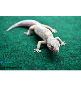 Roger's Aquatics Leopard Gecko - Tremper Jungle Carrot Tail  - Hatch May 24, 2023