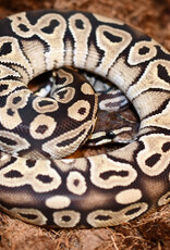 Roger's Aquatics BP - Mojave Female - Fall '22 (#35)