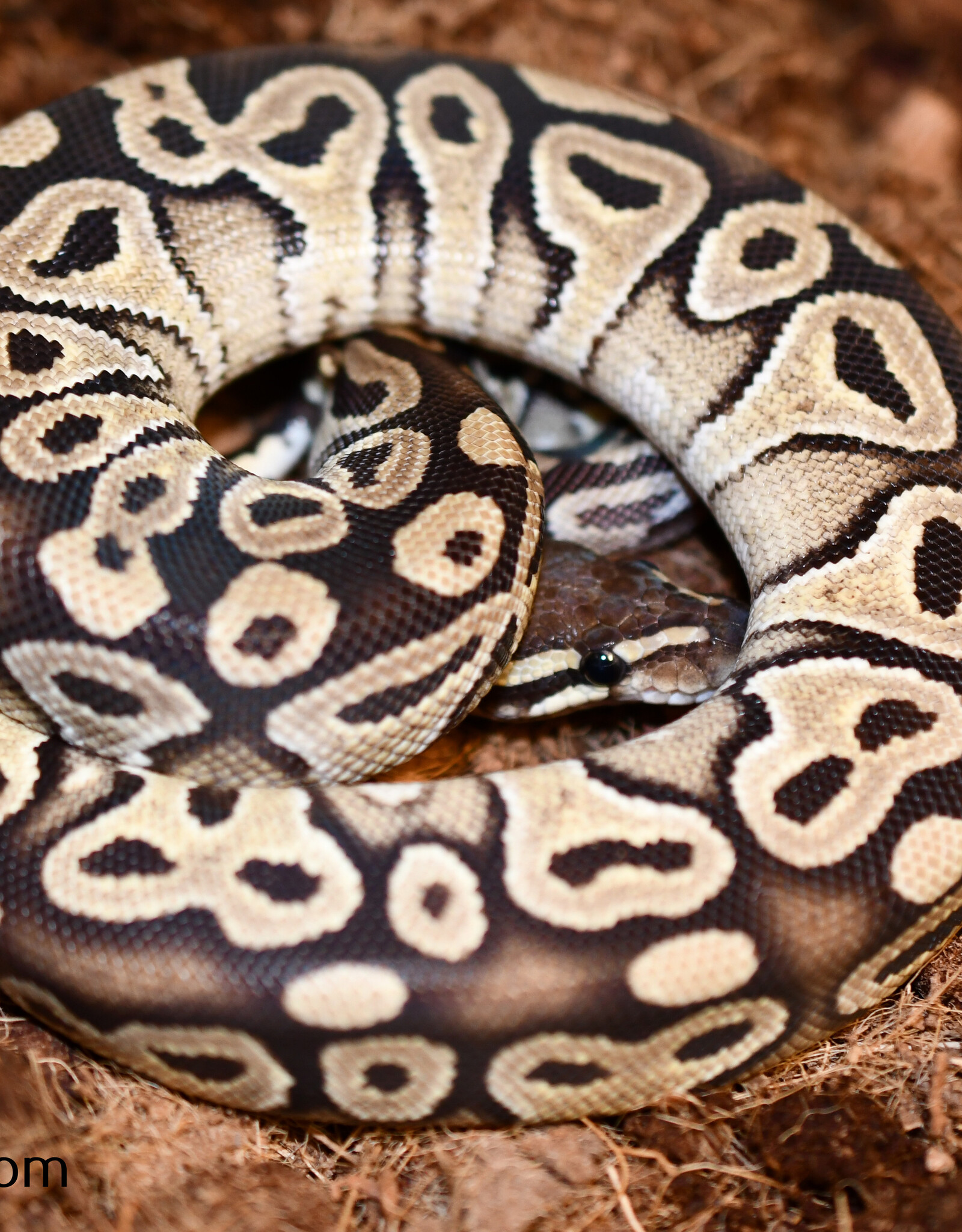 Roger's Aquatics BP - Mojave Female - Fall '22 (#35)