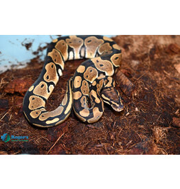 Roger's Aquatics BP - Normal Het Albino Female - June '23 (#26)