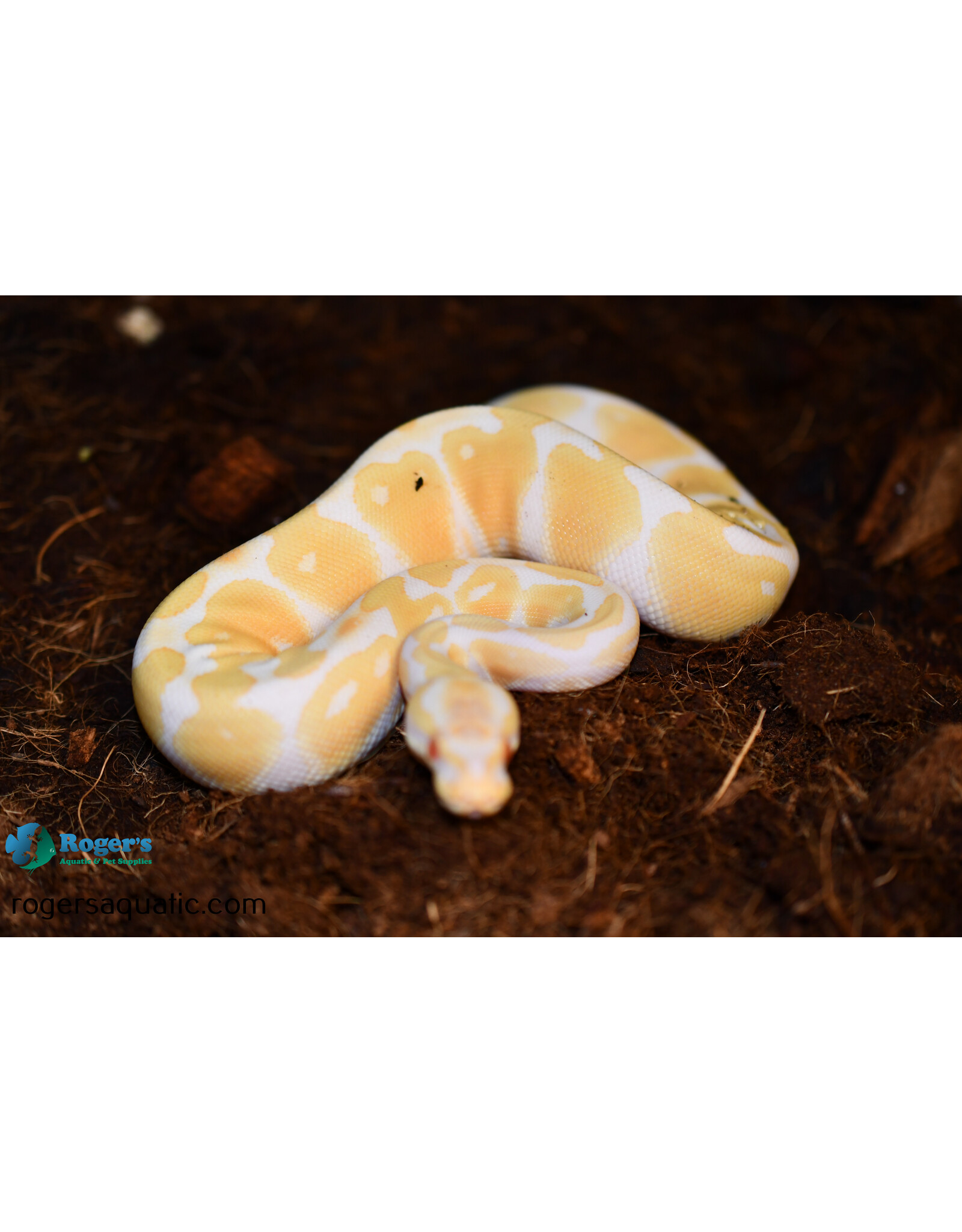 Roger's Aquatics BP - Albino Female - June '23 (#24)