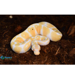 Roger's Aquatics BP - Albino Female - June '23 (#24)
